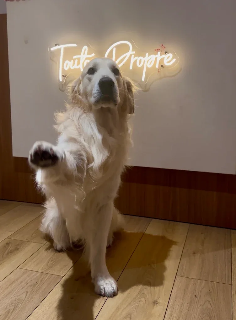 Golden retriever qui donne la patte devant l’enseigne Toutou Propre