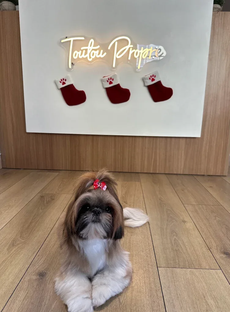 Toilettage Yorkshire & Shih Tzu au salon Toutou Propre à Carouge