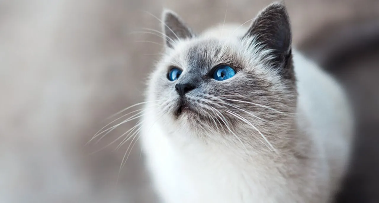 Chat à poil mi-long après un toilettage