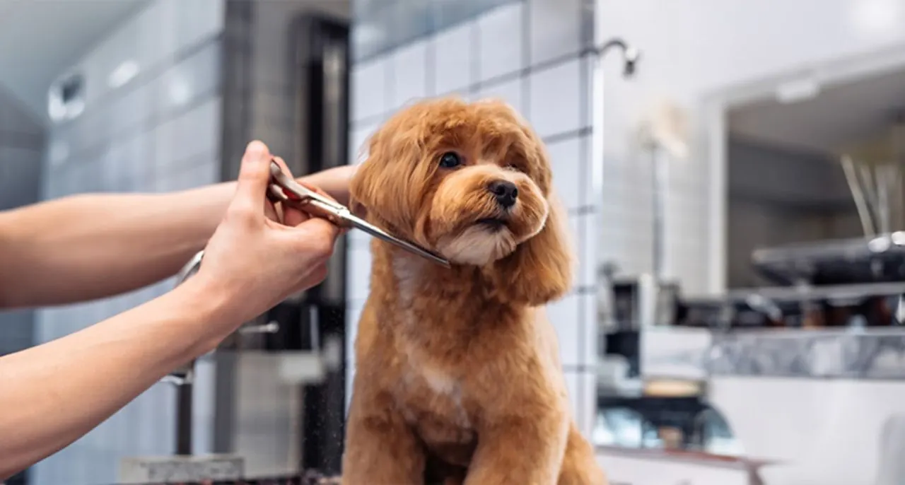 Toilettage d’un chien bouclé au salon de Carouge