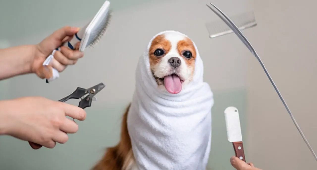Chien à poil dur après le toilettage